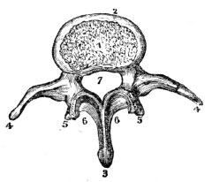 transverse spinous process